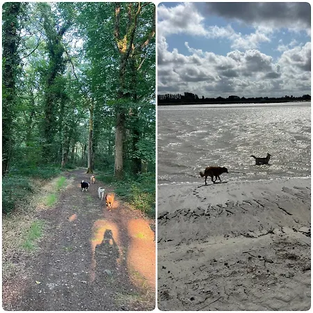 Des Hirondelles * Saint-Senier-de-Beuvron